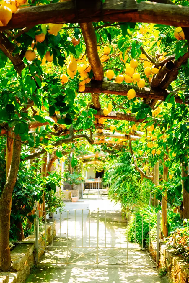 Taste the tradition of Sorrento with Gnocchi di Sorrento, sun-kissed beaches, and the zesty allure of Limoni di Sorrento. Book your adventure today